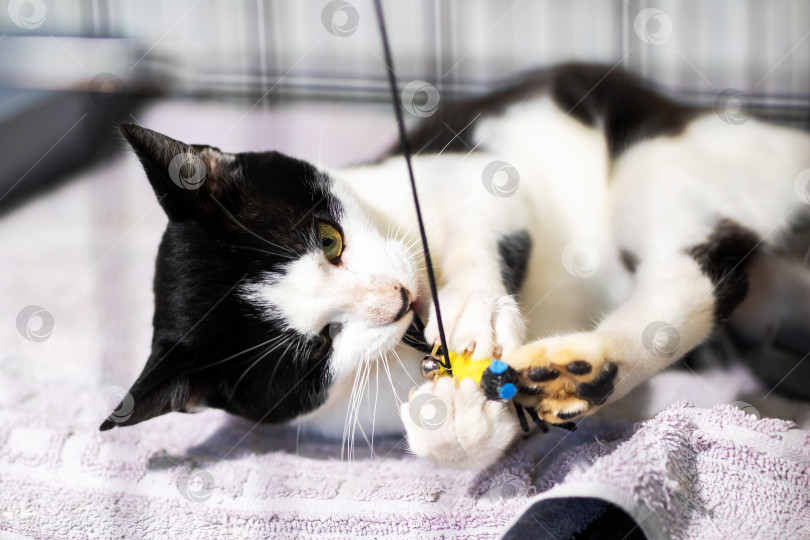 Скачать Игривая черно-белая кошка радостно возится со своей игрушкой фотосток Ozero