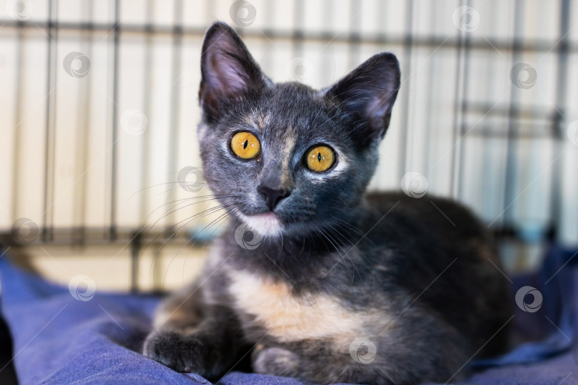 Скачать Серый черепаховый котенок с янтарными глазами на голубом одеяльце в клетке-укрытии фотосток Ozero