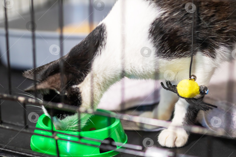Скачать Черно-белая кошка в данный момент ест из зеленой миски в клетке фотосток Ozero