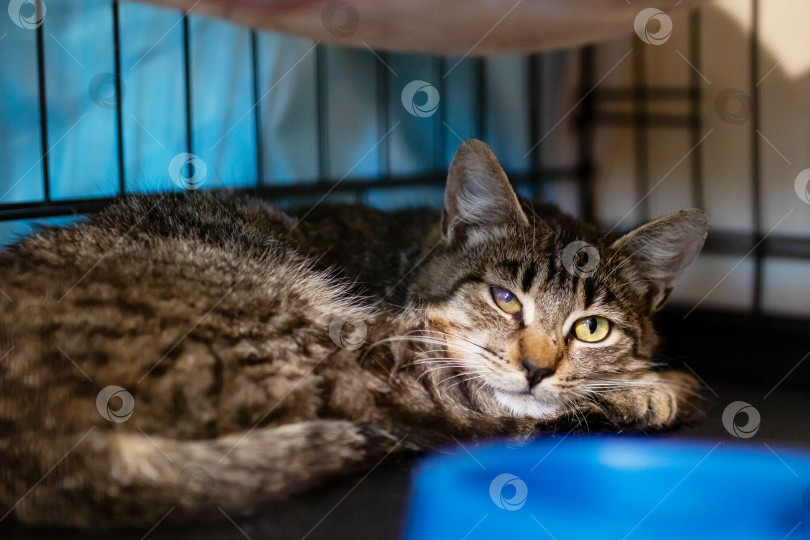 Скачать Домашняя кошка уютно лежит в своей клетке рядом с голубой миской фотосток Ozero
