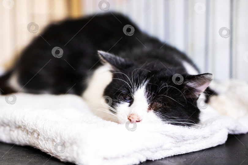 Скачать Черно-белая кошка мирно спит на белом полотенце фотосток Ozero