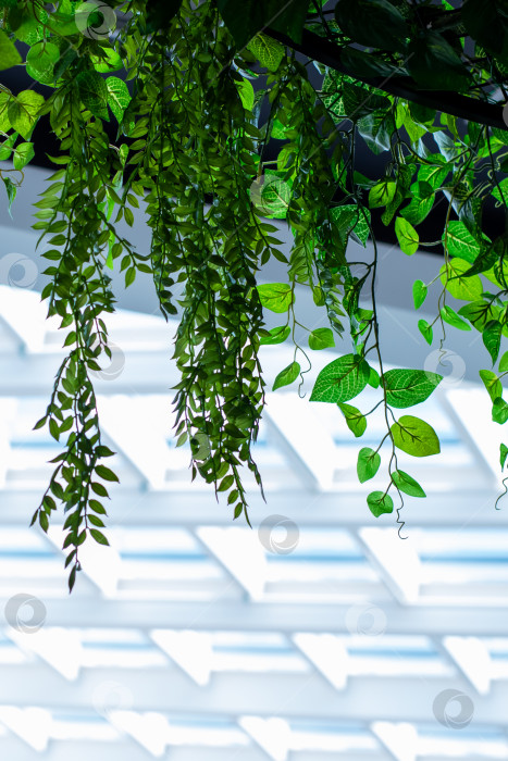 Скачать Дерево, с которого свисает множество ярко-зеленых листьев фотосток Ozero