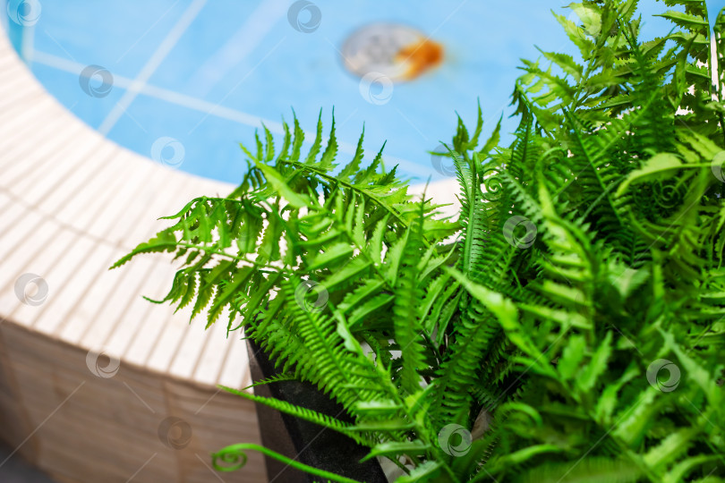 Скачать Красивое растение папоротника элегантно расположилось рядом с плавательным бассейном фотосток Ozero