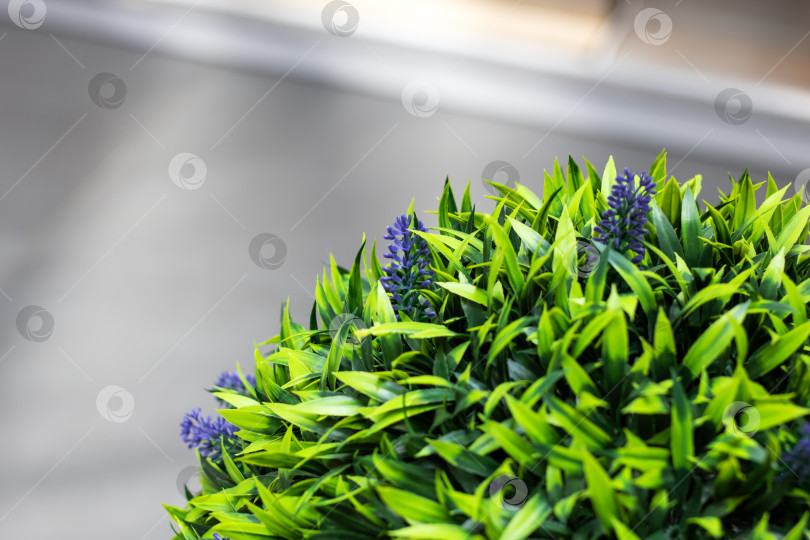 Скачать Ботанический образец с яркими фиолетовыми цветами и ярко-зелеными листьями фотосток Ozero