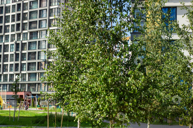 Скачать Перед высоким зданием раскинулся красивый ряд деревьев фотосток Ozero