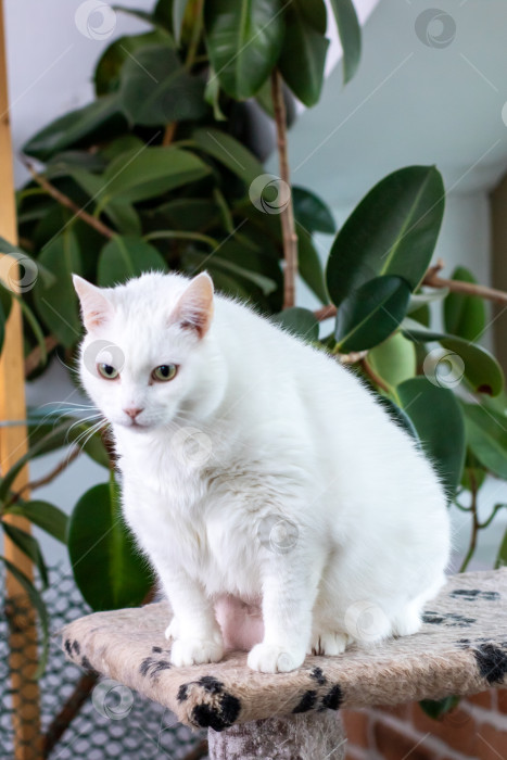 Скачать Пушистый белый кот уютно устроился на вершине высокого кошачьего дерева фотосток Ozero