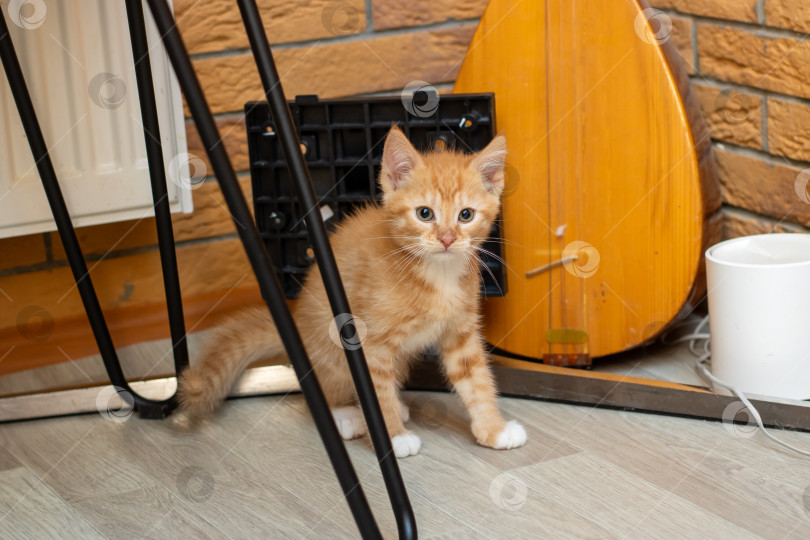 Скачать Милый котенок стоит у стула с гитарой на заднем плане фотосток Ozero