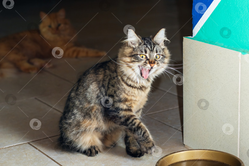 Скачать Кошка с открытой пастью удобно устроилась рядом с миской с водой фотосток Ozero
