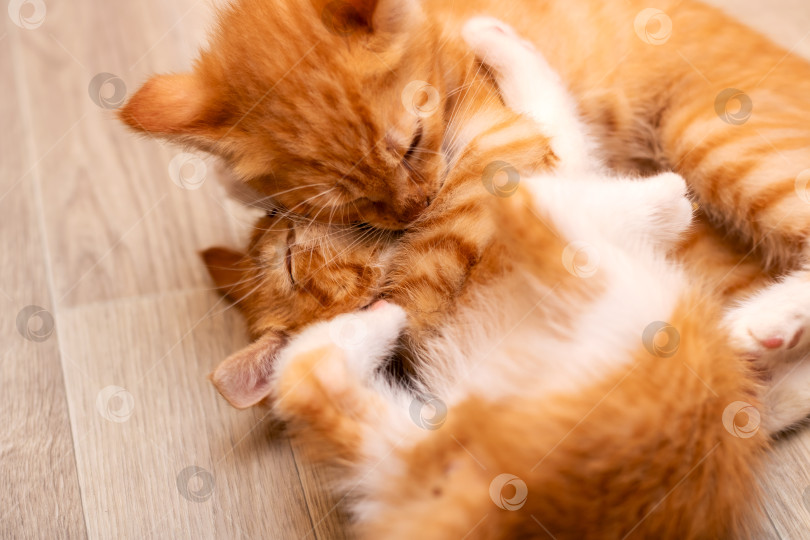 Скачать На полу радостно играют друг с другом два очаровательных котенка фотосток Ozero