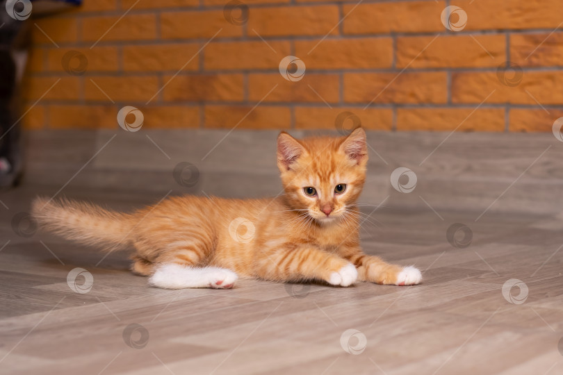 Скачать Очаровательный оранжево-белый котенок уютно лежит на полу фотосток Ozero