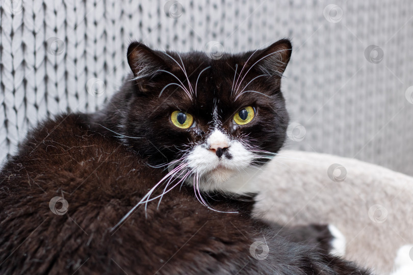 Скачать Черно-белая кошка с желтыми глазами с любопытством смотрит в камеру фотосток Ozero