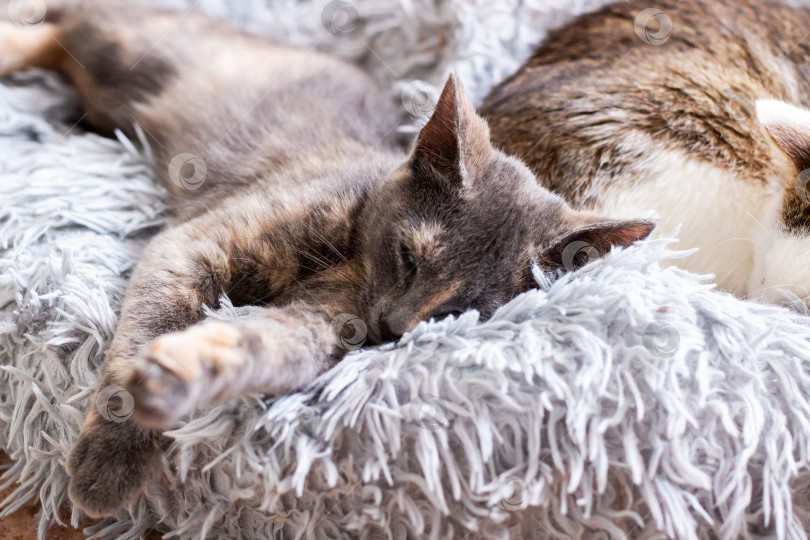 Скачать Две кошки спят на мягком пушистом одеяле - Уютный домашний сон для питомцев фотосток Ozero
