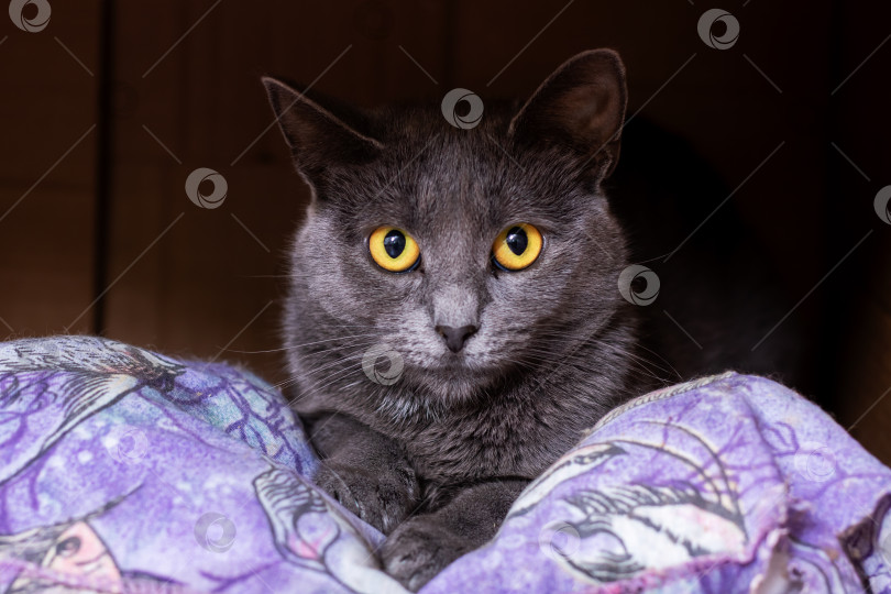 Скачать Серая кошка с ярко-желтыми глазами на фиолетовом одеяле - Уютный домашний портрет фотосток Ozero