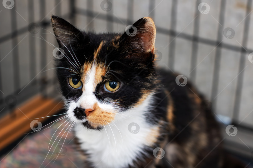 Скачать Портрет ситцевого кота в клетке-укрытии с любопытным выражением лица фотосток Ozero
