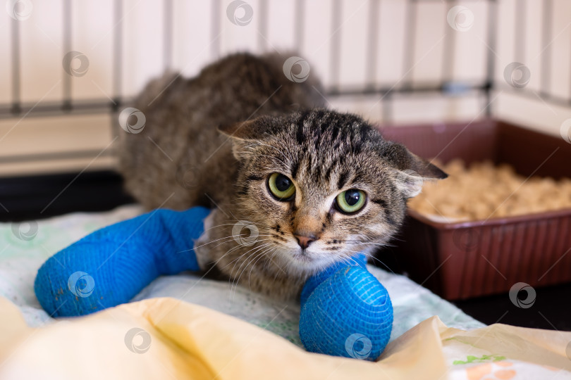 Скачать Полосатый кот в синих бинтах выздоравливает в ветеринарной клетке фотосток Ozero