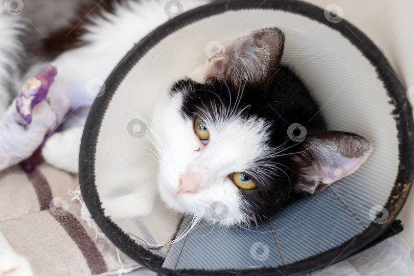 Скачать Кот В Смокинге С Елизаветинским Ошейником Отдыхает После Ветеринарной Помощи фотосток Ozero