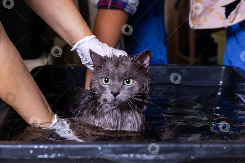 Скачать Мокрая кошка получает нежное купание от сиделок в перчатках в пластиковой ванночке фотосток Ozero