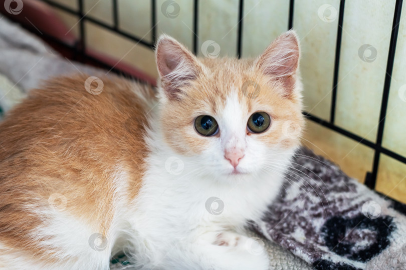 Скачать Оранжево-белый котенок отдыхает в уютной клетке-приюте фотосток Ozero