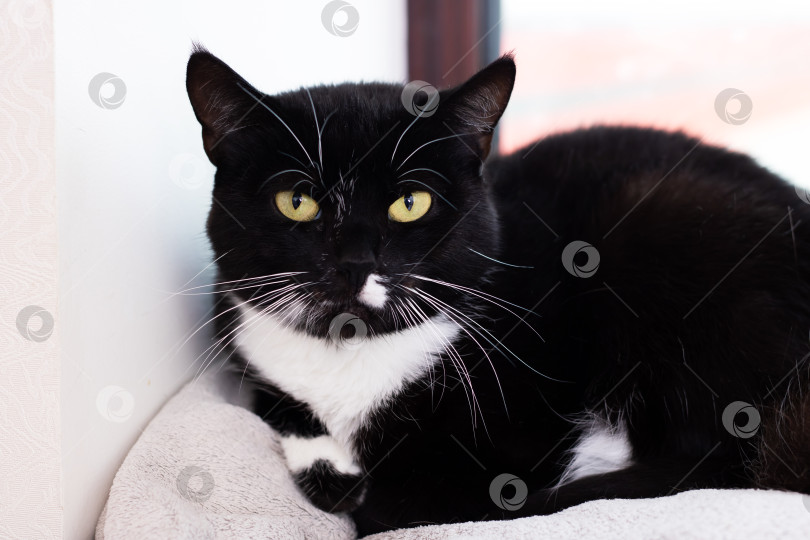 Скачать Кот в смокинге Крупным планом с желтыми глазами, лежащий на мягкой подушке фотосток Ozero