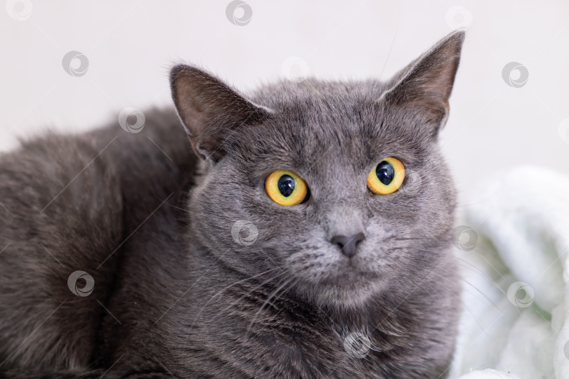 Скачать Крупный план серого домашнего кота с ярко-желтыми глазами фотосток Ozero