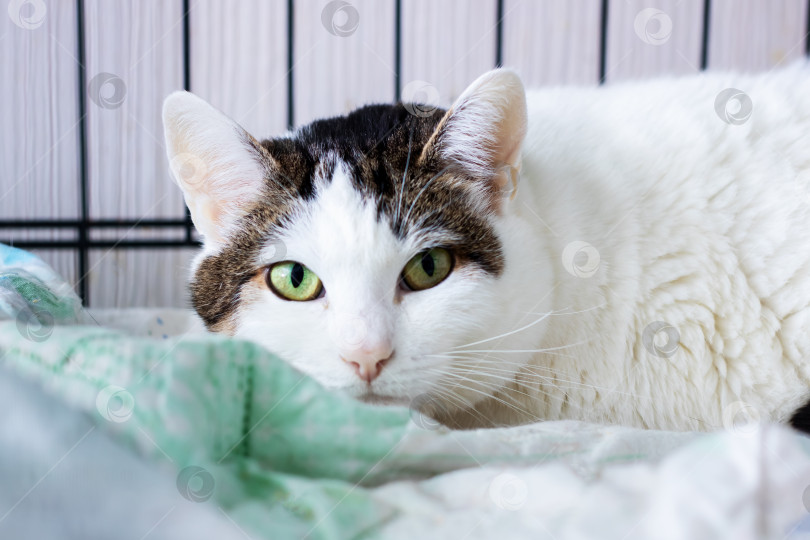 Скачать Крупным планом белая полосатая кошка с зелеными глазами на одеяле фотосток Ozero
