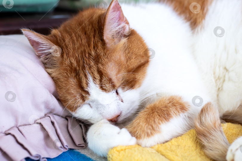 Скачать Спящий Рыжий и Белый кот Свернулись калачиком на мягких одеялах фотосток Ozero