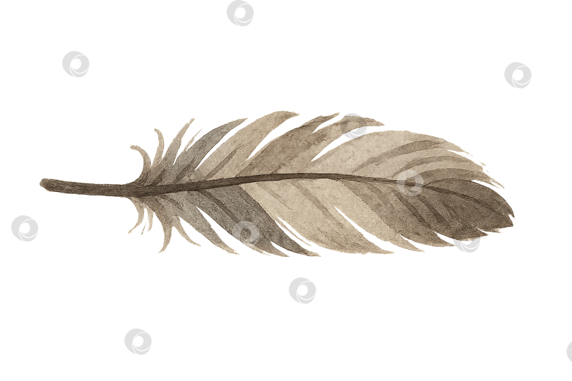 Скачать Перо, выделенное на прозрачном фоне, ко Дню коренных народов фотосток Ozero