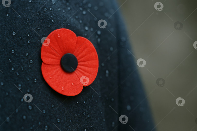 Скачать Красный мак, символизирующий День памяти о перемирии на мокрой темной ткани фотосток Ozero