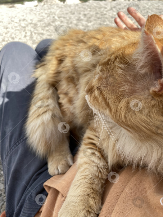 Скачать Оранжевая полосатая кошка, свернувшаяся калачиком у человека на коленях, - это концепция мирного отдыха и дружеского общения фотосток Ozero