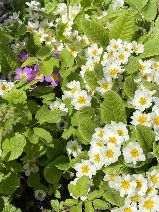 Скачать Белые первоцветы и зеленая листва при ярком солнечном свете, подходящие для весеннего фона фотосток Ozero