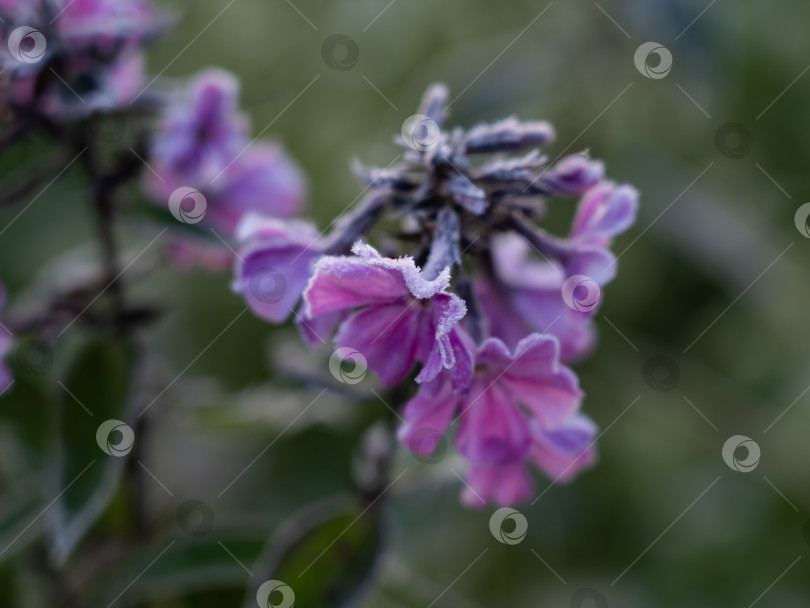 Скачать Иней на листьях и цветах, утренние заморозки осенью фотосток Ozero