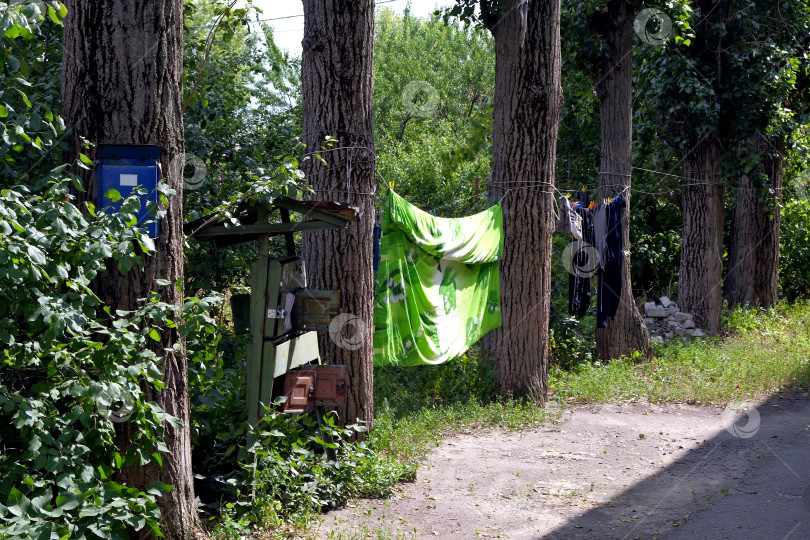 Скачать Сушка белья на верёвке между стволами тополей. фотосток Ozero