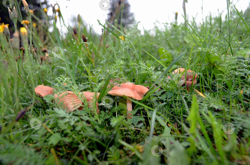 Скачать Грибы на поляне фотосток Ozero