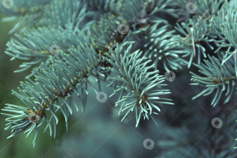 Скачать Безмятежная вечнозеленая безмятежность: Крупный план свежих зеленых игольчатых листьев в естественном зимнем лесу фотосток Ozero
