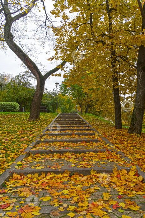 Скачать Лестница в парке, усыпанная опавшими кленовыми листьями. фотосток Ozero