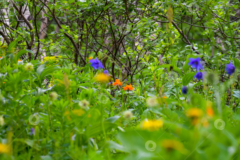 Скачать Таежный пейзаж фотосток Ozero
