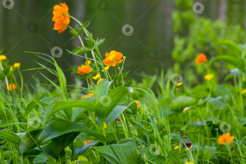 Скачать Таежный пейзаж фотосток Ozero