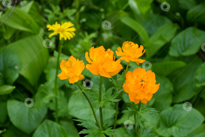 Скачать Таежный пейзаж фотосток Ozero