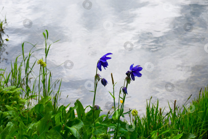 Скачать Таежный пейзаж фотосток Ozero