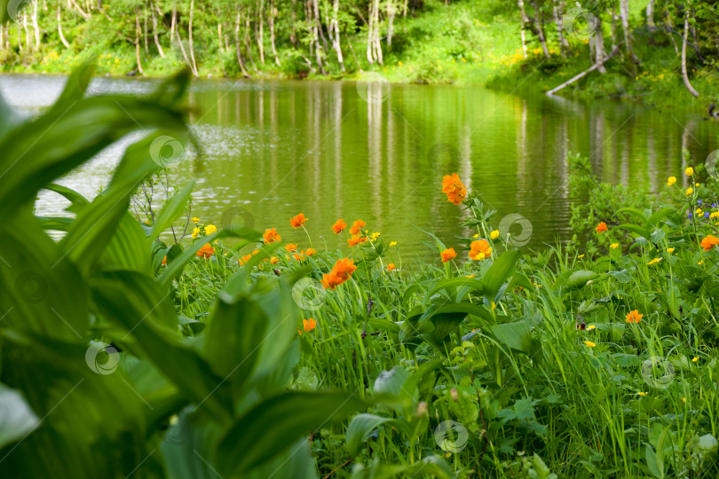 Скачать Таежный пейзаж фотосток Ozero