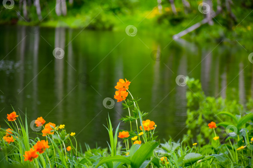 Скачать Таежный пейзаж фотосток Ozero