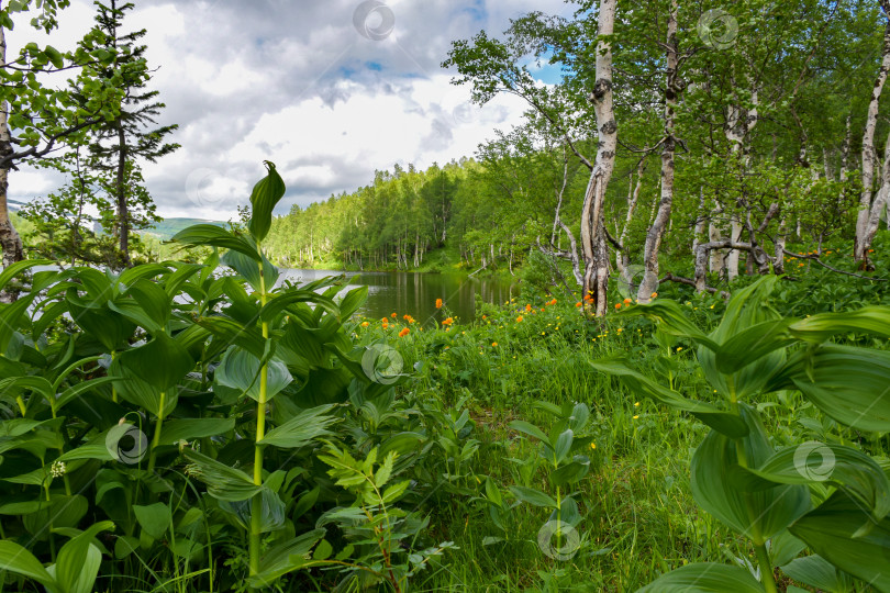 Скачать Таежный пейзаж фотосток Ozero