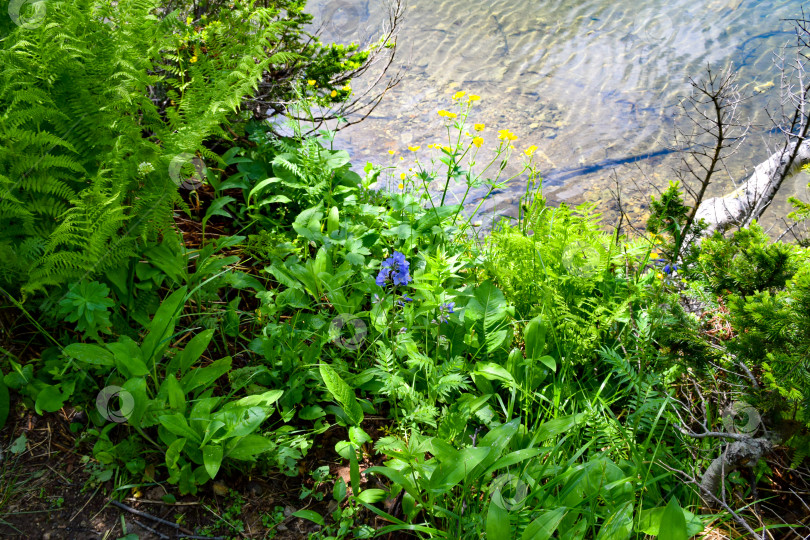Скачать Таежный пейзаж фотосток Ozero