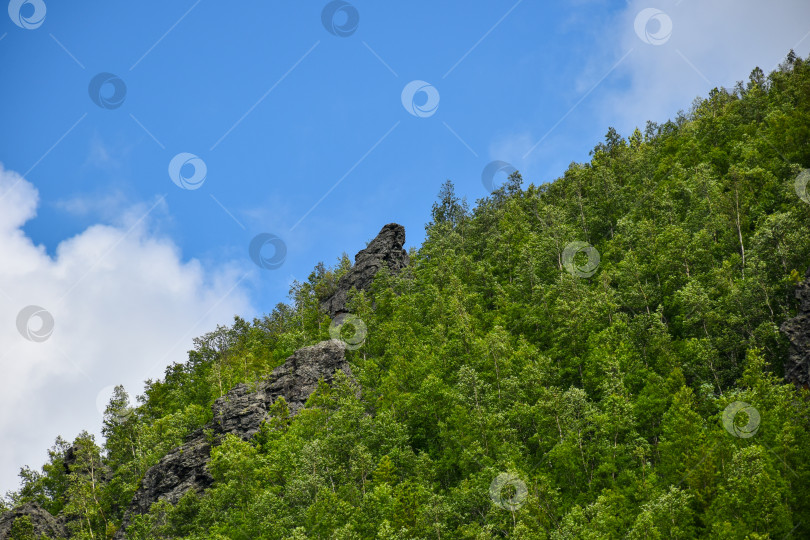 Скачать Таежный пейзаж фотосток Ozero