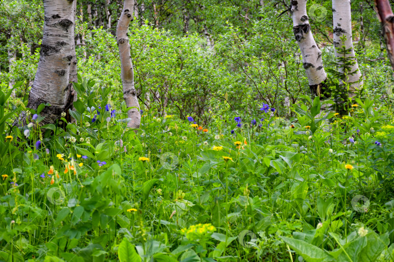 Скачать Таежный пейзаж фотосток Ozero