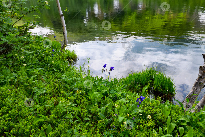 Скачать Таежный пейзаж фотосток Ozero