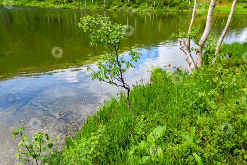 Скачать Таежный пейзаж фотосток Ozero