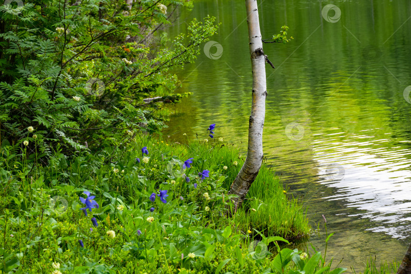 Скачать Таежный пейзаж фотосток Ozero