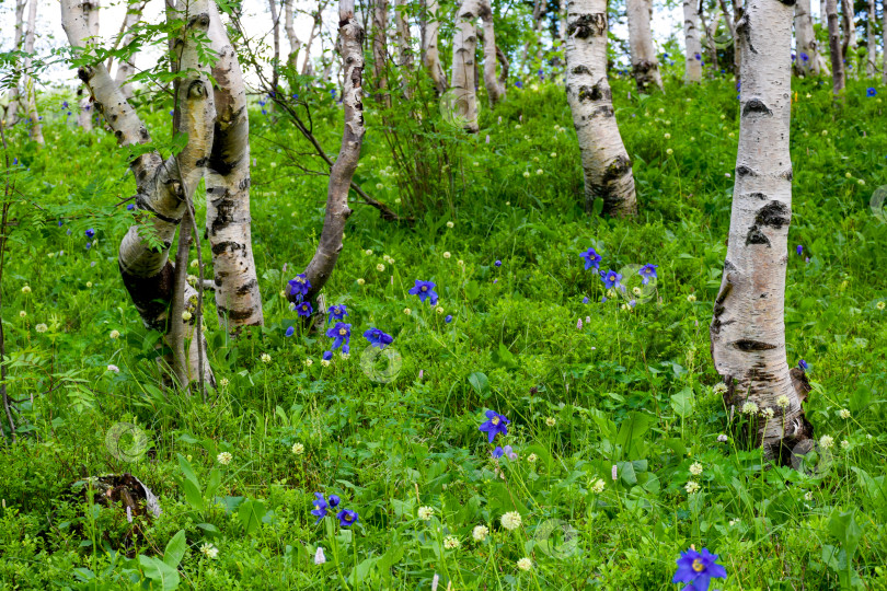Скачать Таежный пейзаж фотосток Ozero