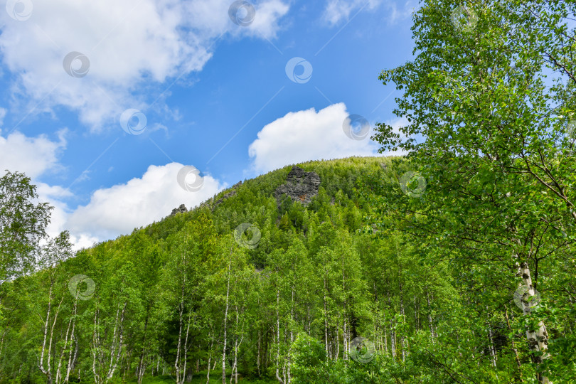 Скачать Таежный пейзаж фотосток Ozero